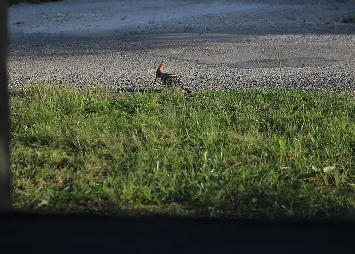 De Gramat Bed & Breakfast Payrac